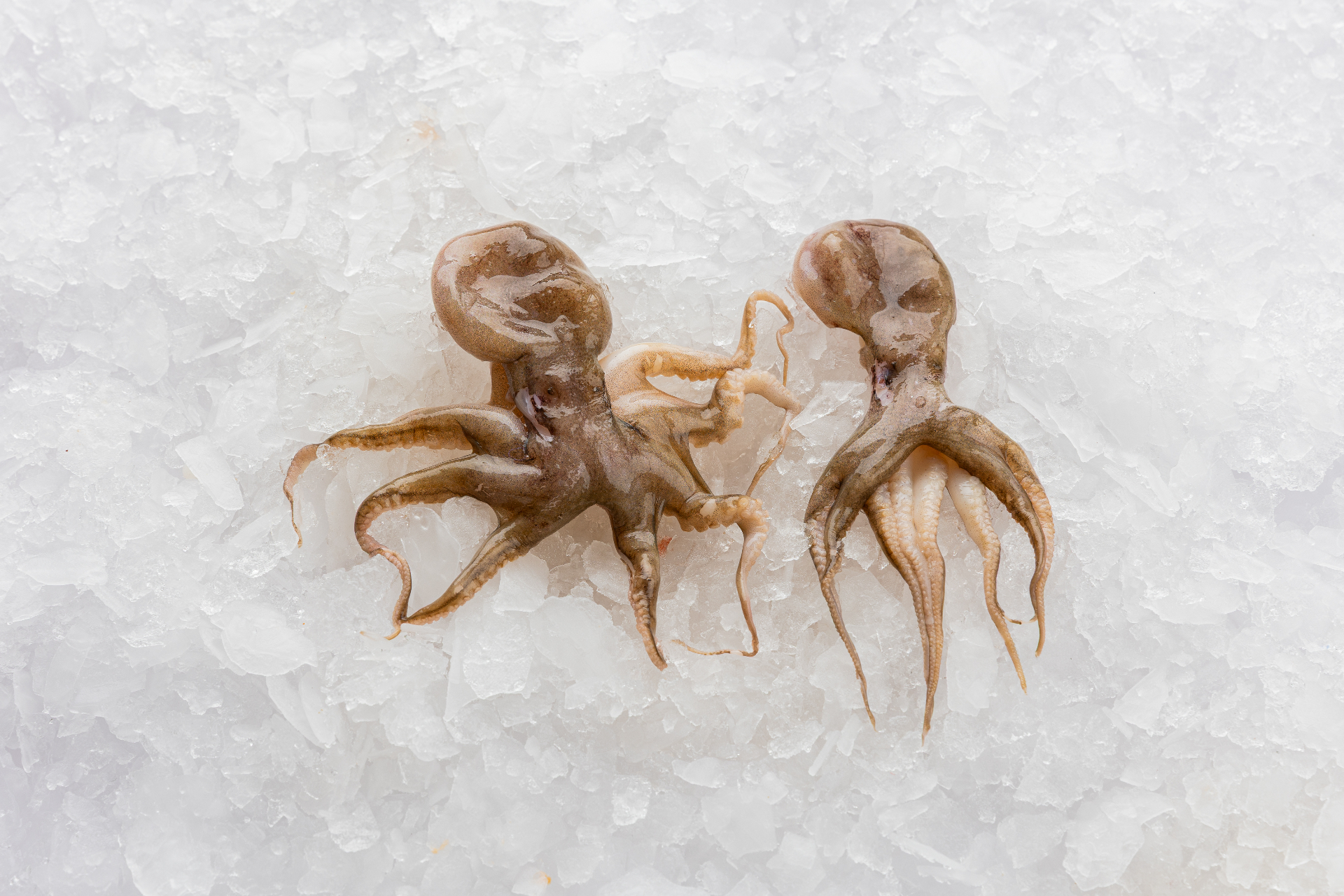 Pulpo Baby — producto